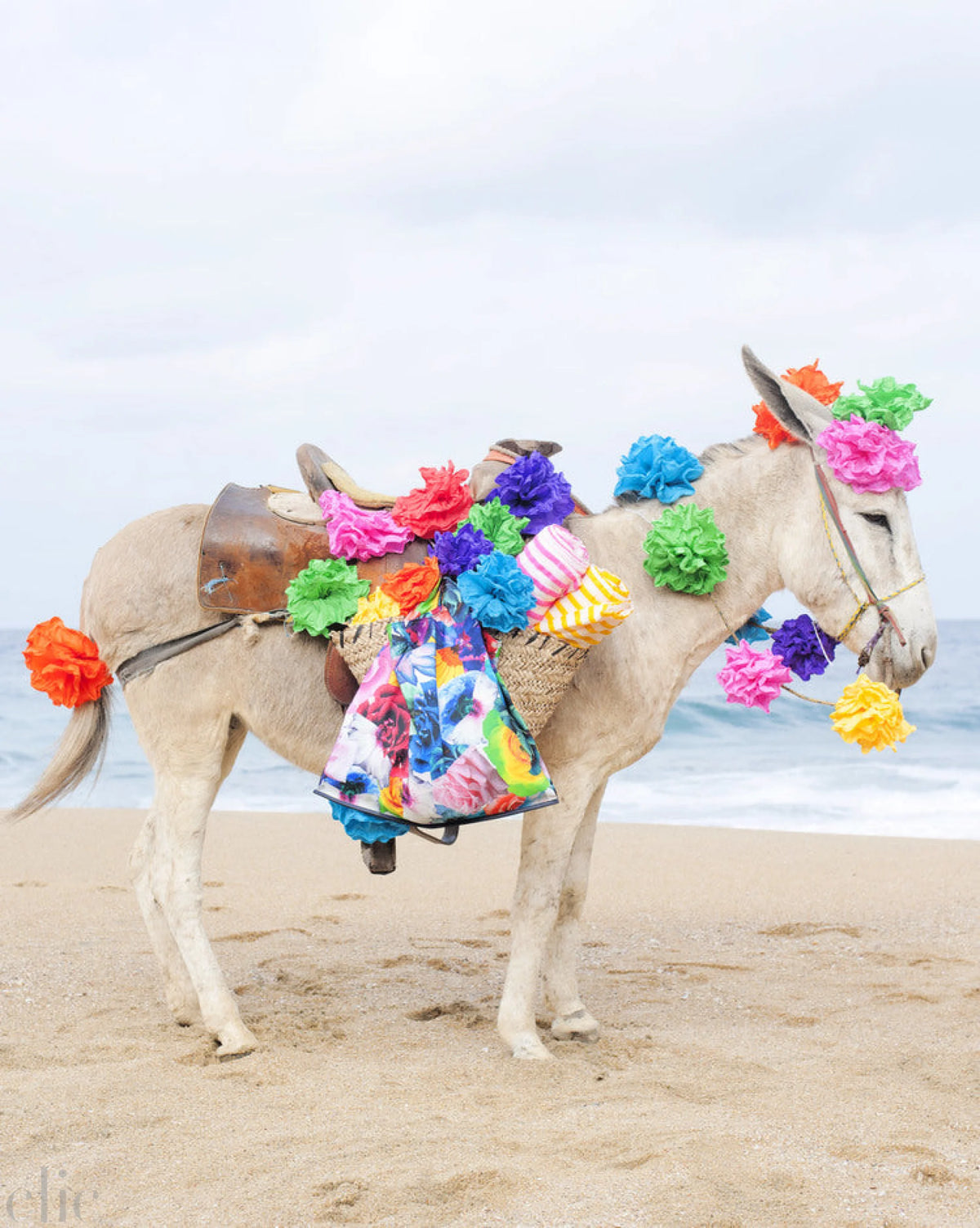 Happy Donkey by Anne Menke