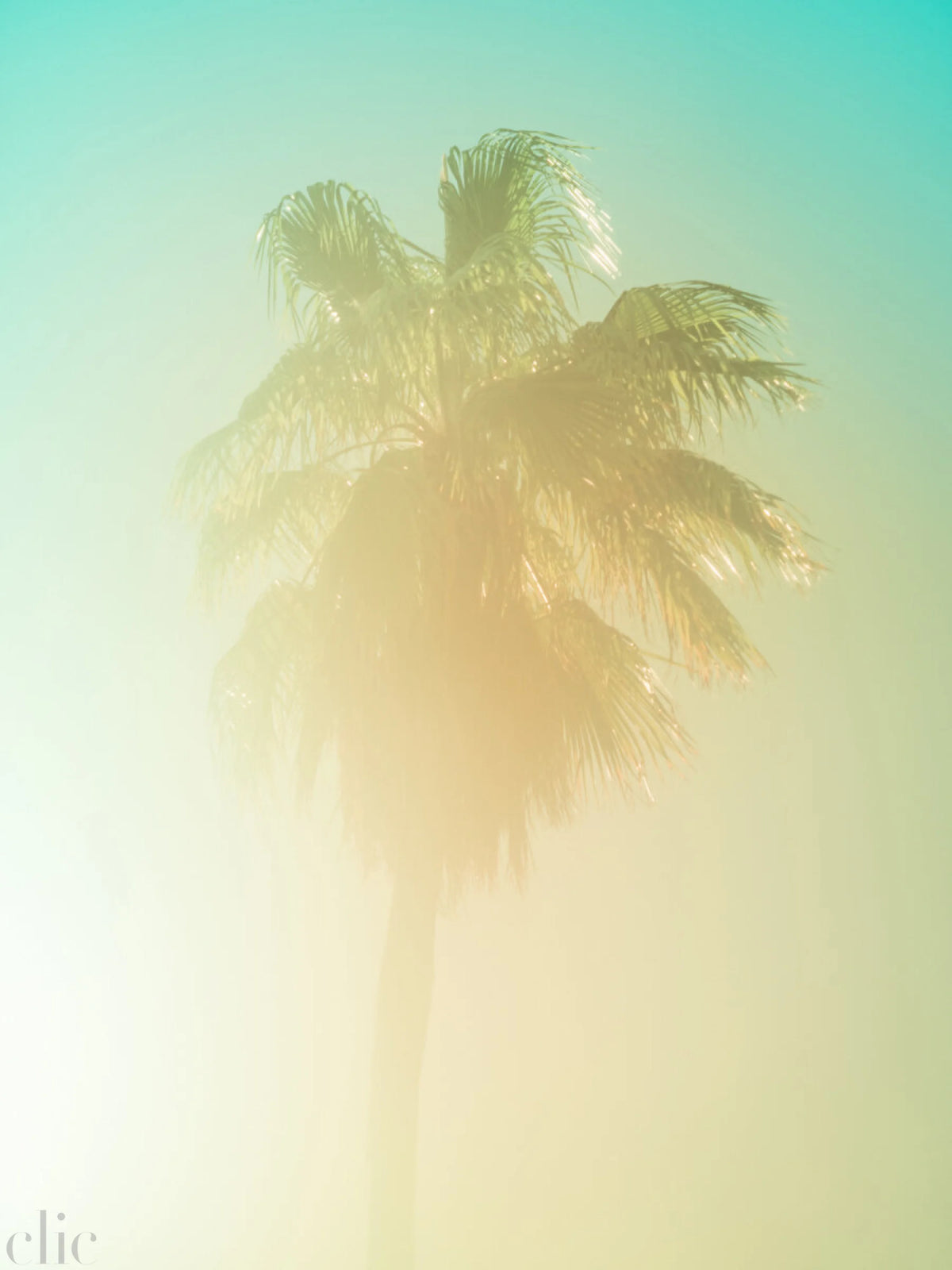 Palm 8 Turks and Caicos by Tommy Kwak