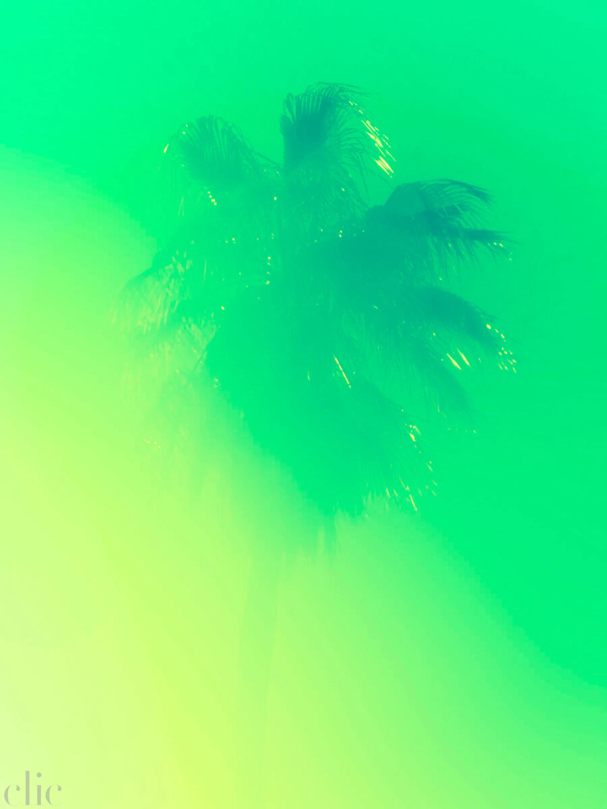 Palm Tree 11 by Tommy Kwak
