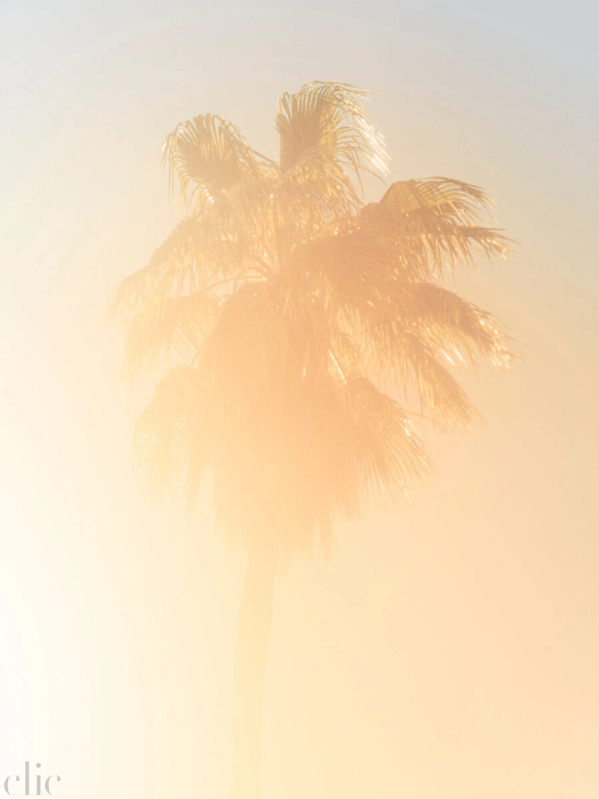 Palm 5 Turks and Caicos by Tommy Kwak
