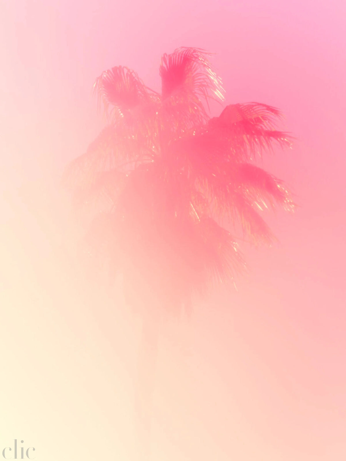 Palm 3 Turks and Caicos by Tommy Kwak
