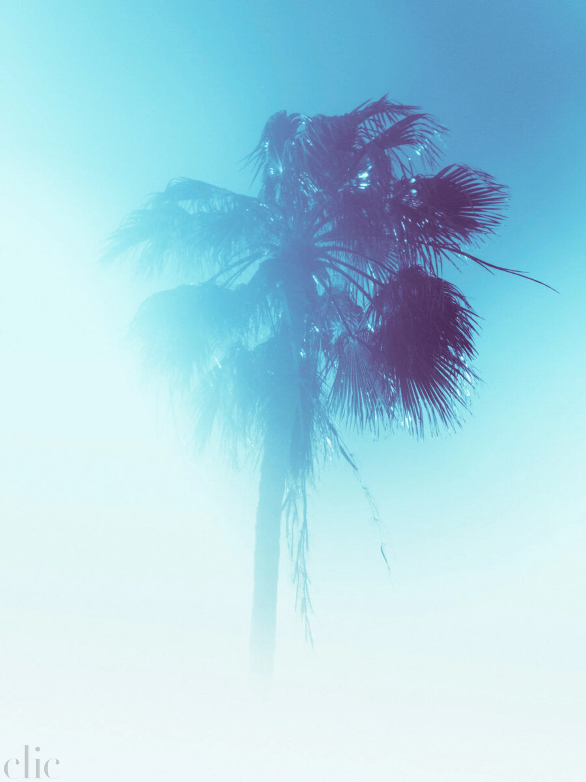 Palm Turks and Caicos by Tommy Kwak