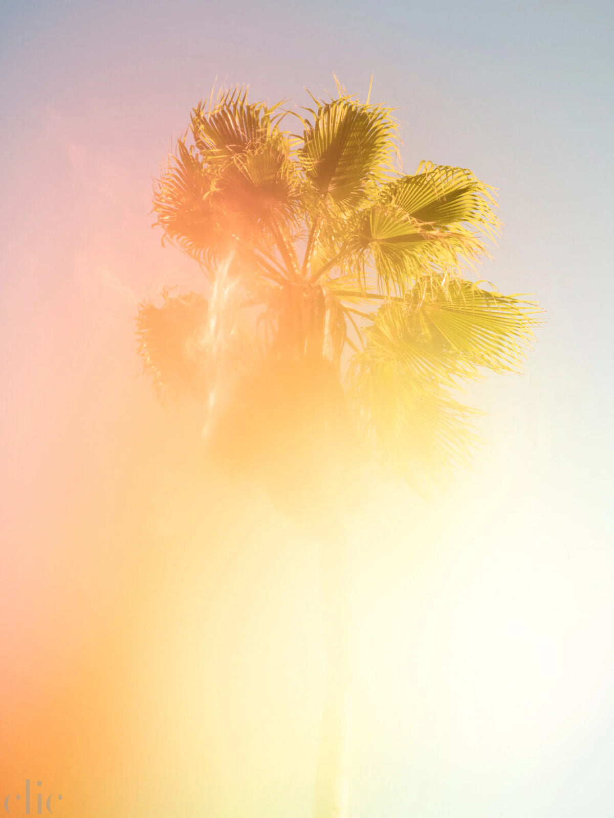 Palm Tree 13 by Tommy Kwak