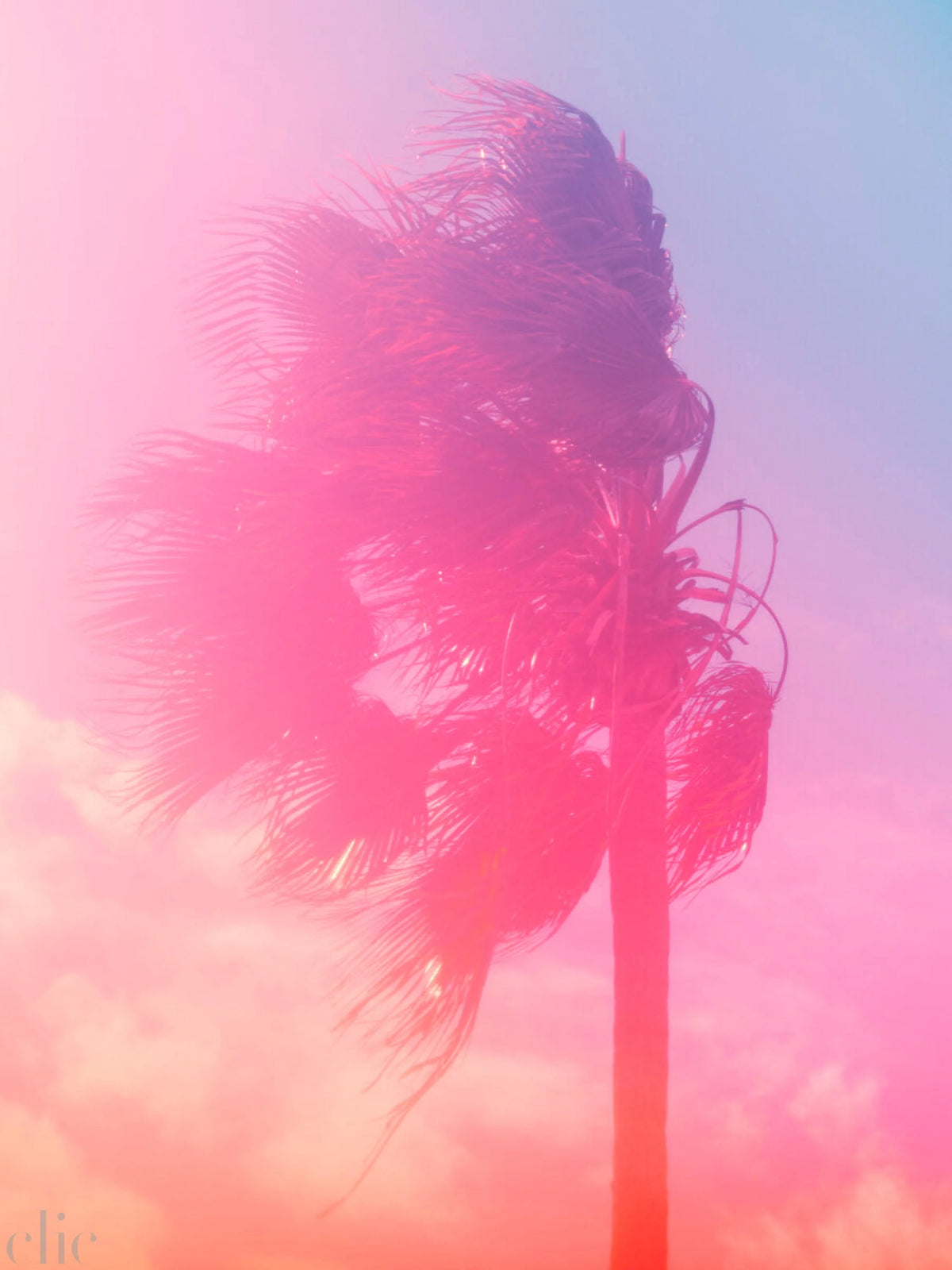 Palm 6 Turks and Caicos by Tommy Kwak