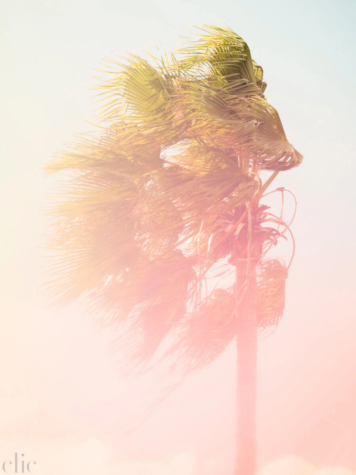 Palm 9 Turks and Caicos by Tommy Kwak