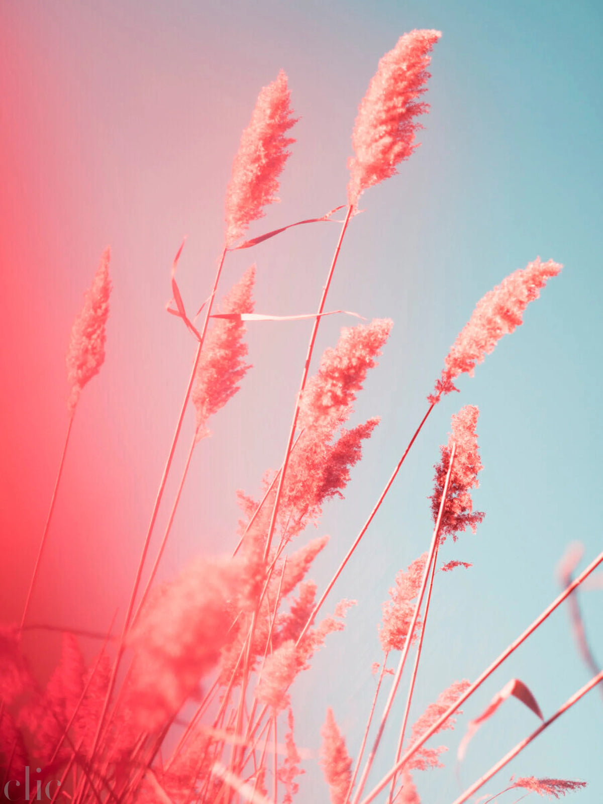 Wetland grass 4 Jamaica Bay, NY by Tommy Kwak