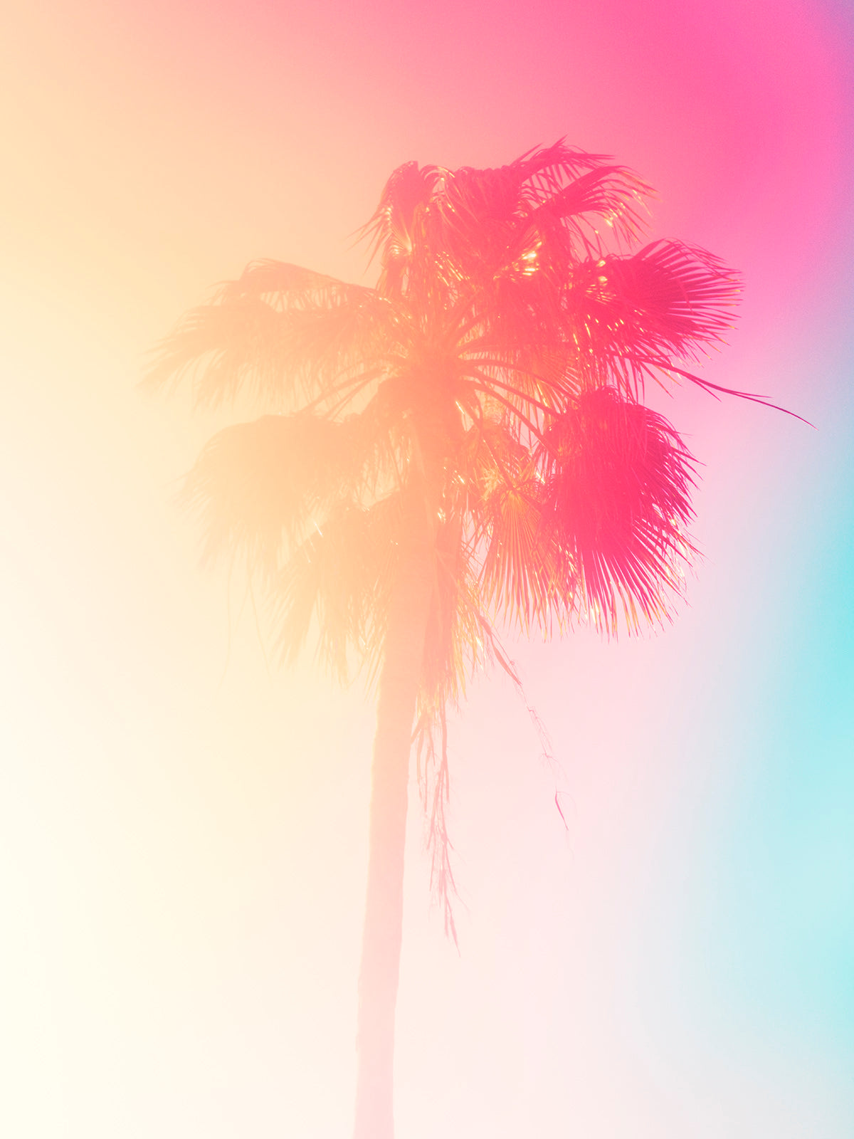 Palm 15 Turks and Caicos by Tommy Kwak