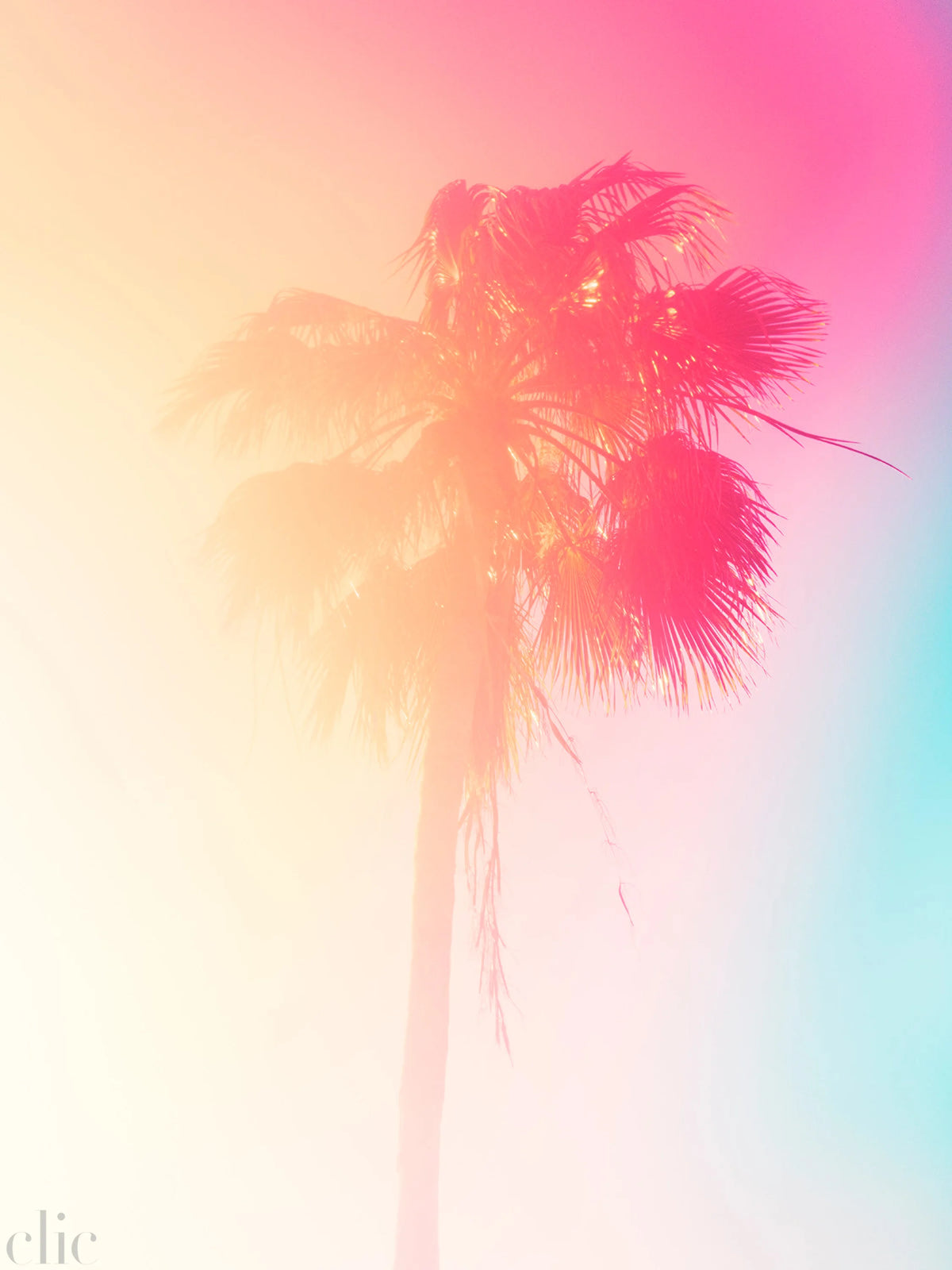 Palm 15 Turks and Caicos by Tommy Kwak