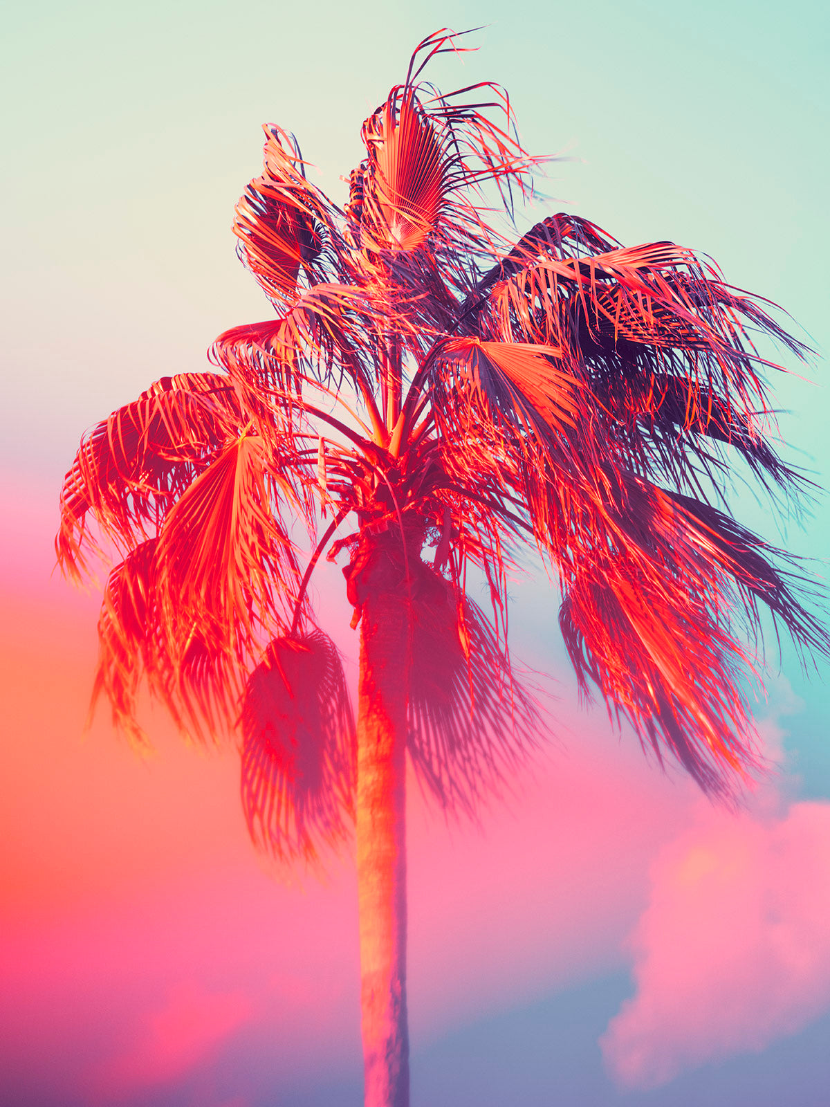 Palm 17 Turks and Caicos by Tommy Kwak