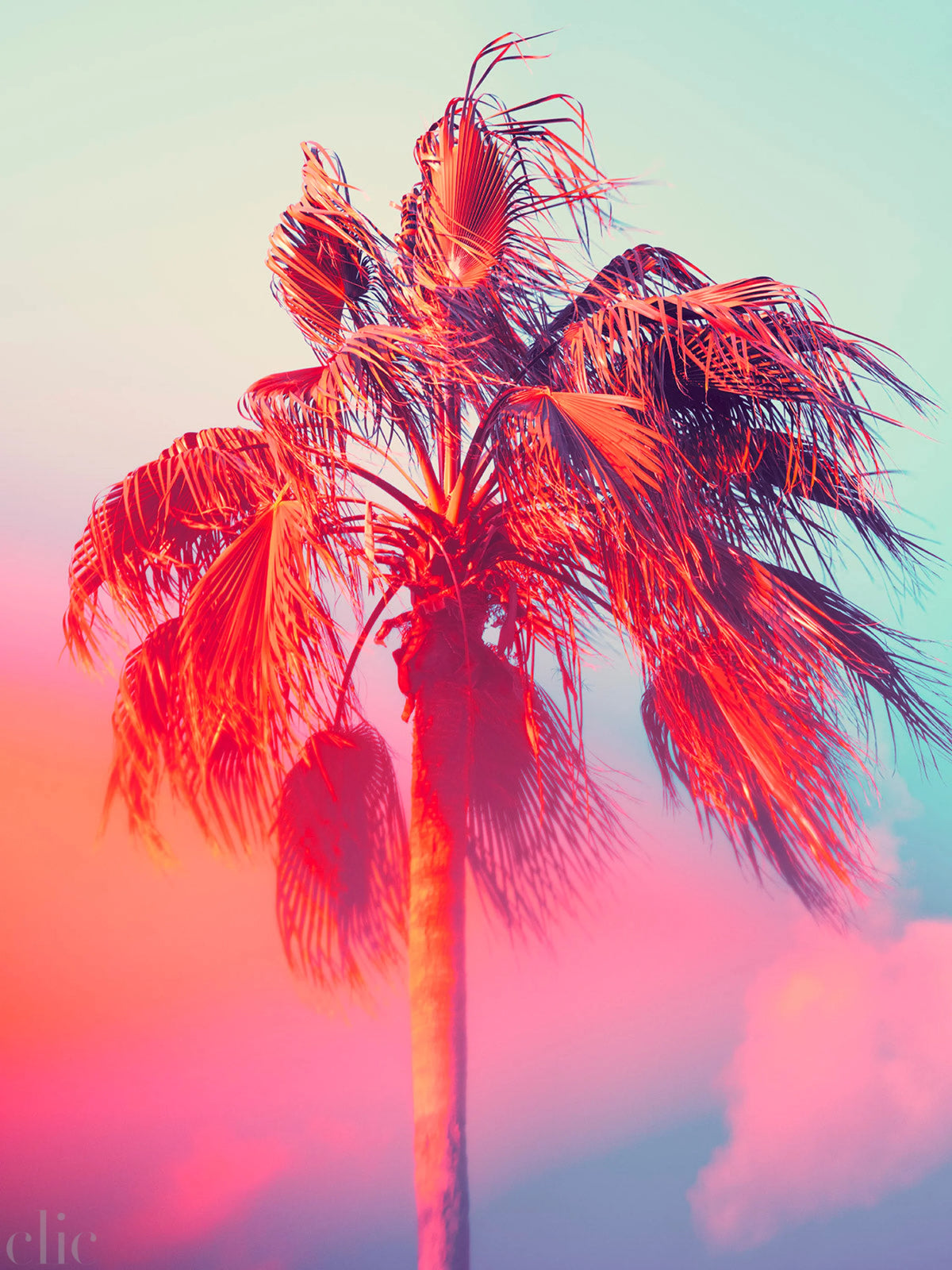 Palm 17 Turks and Caicos by Tommy Kwak