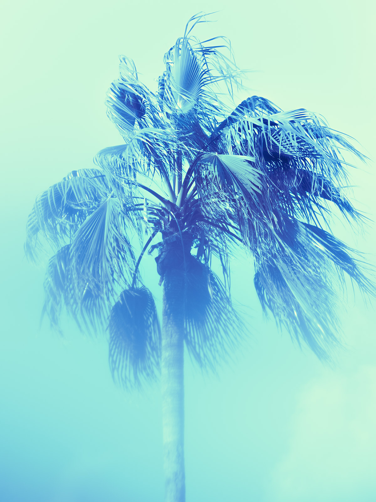 Palm 18 Turks and Caicos by Tommy Kwak