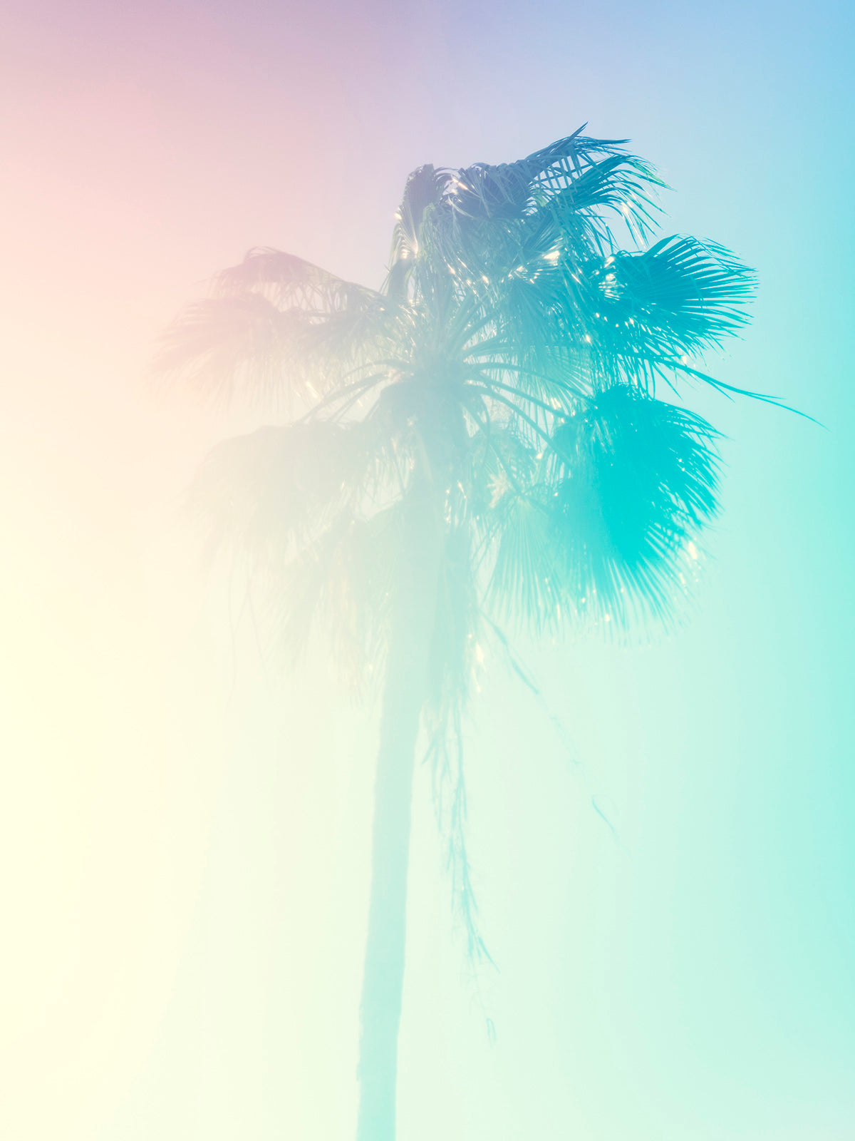 Palm 21 Turks and Caicos by Tommy Kwak