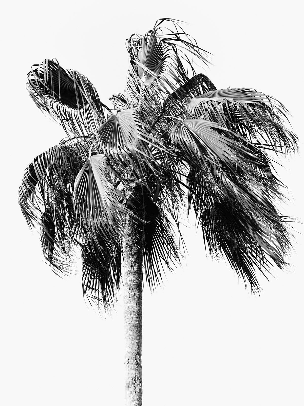 Palm 23 Turks and Caicos by Tommy Kwak