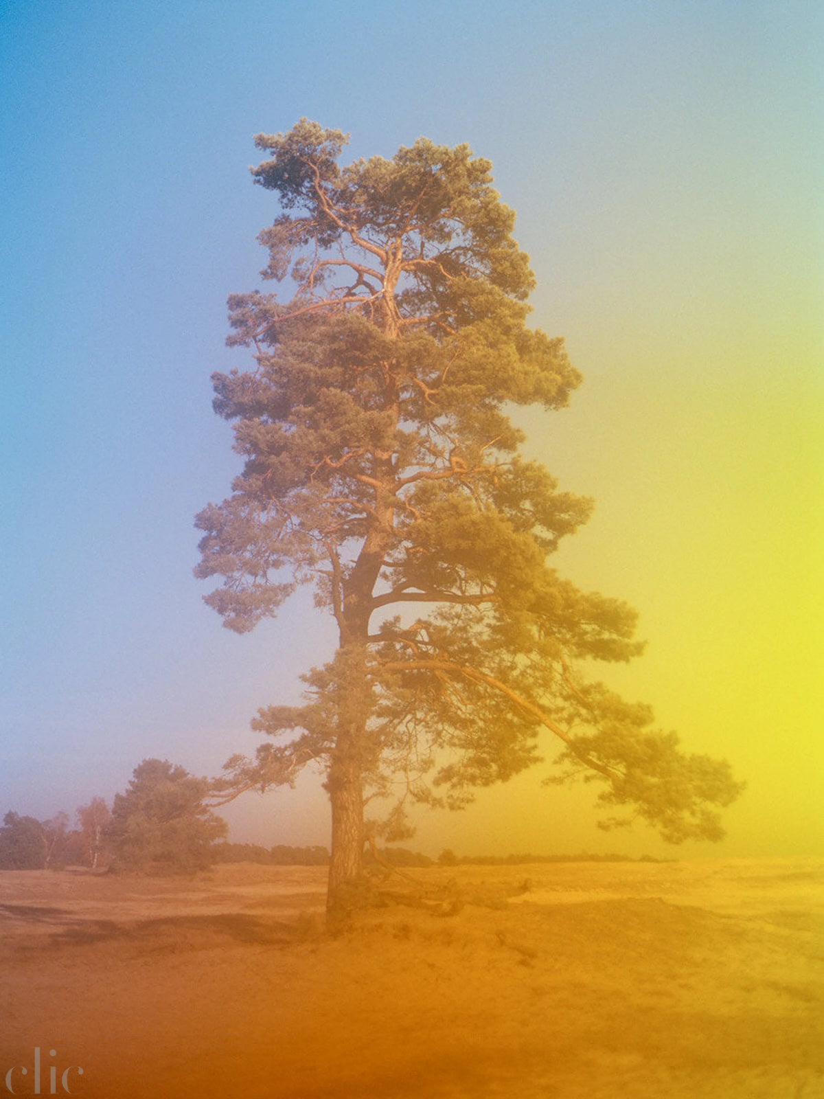 Tree Hoge Veluwe, Netherlands by Tommy Kwak