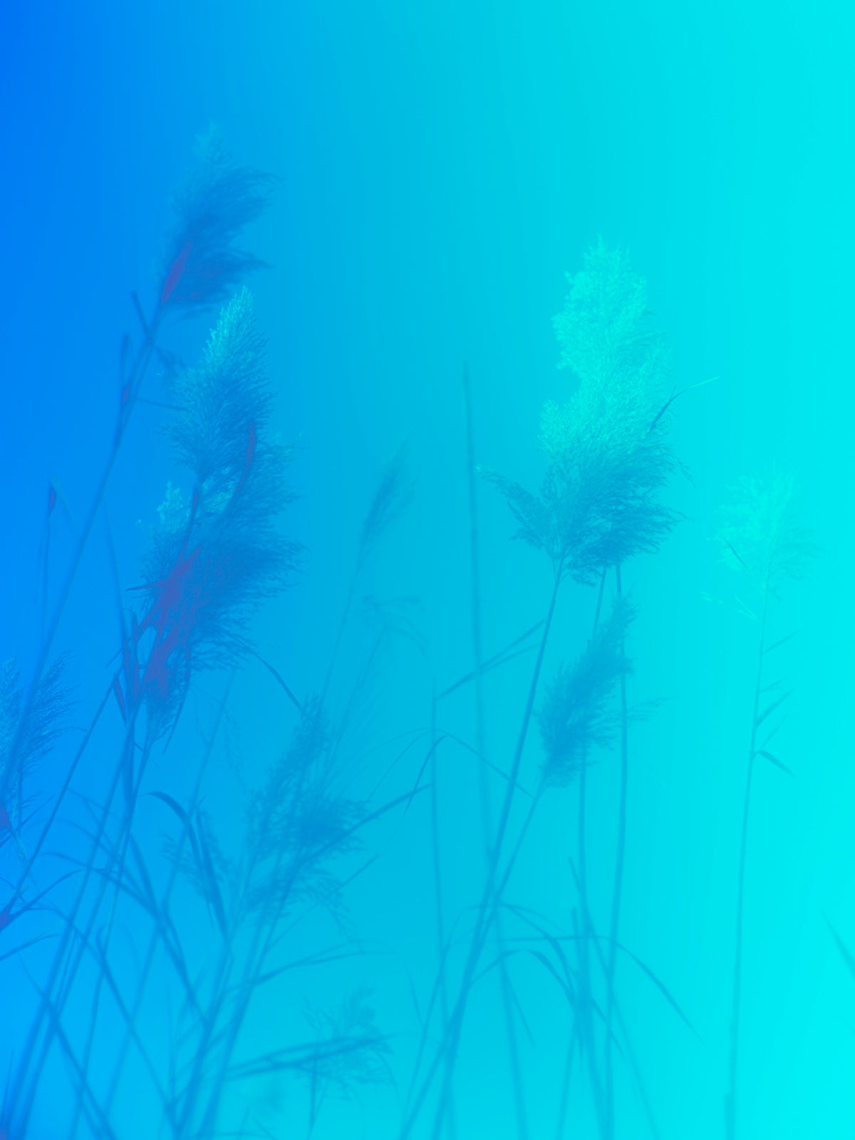 Wetland grass 6 by Tommy Kwak