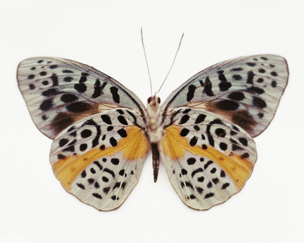 Untitled (06_0747), 2010 by Samuel Bayer