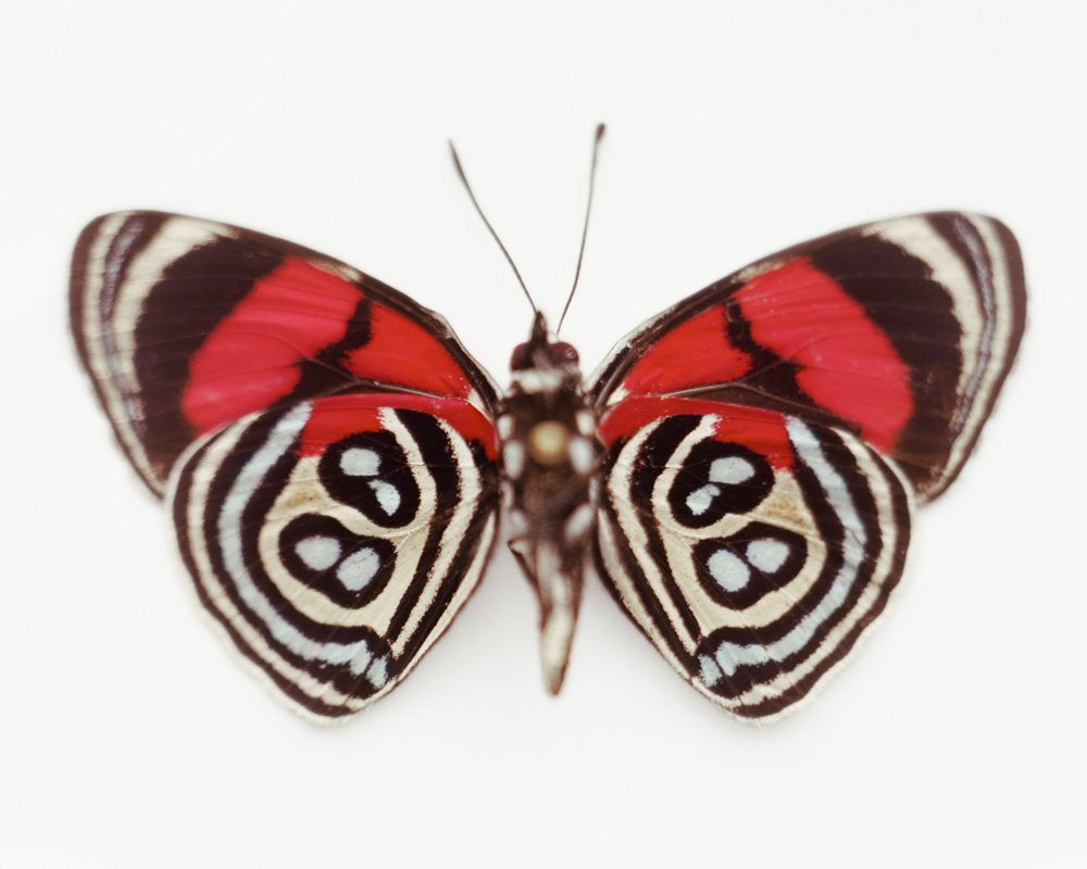 Untitled (09_0733), 2010 by Samuel Bayer