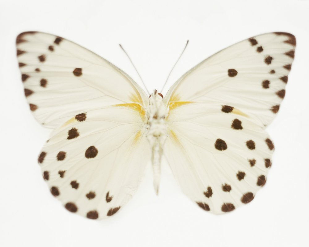 Untitled (11_0713), 2010 by Samuel Bayer