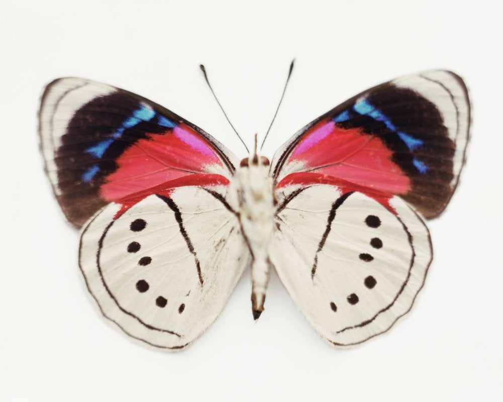 Untitled (13_0734), 2010 by Samuel Bayer