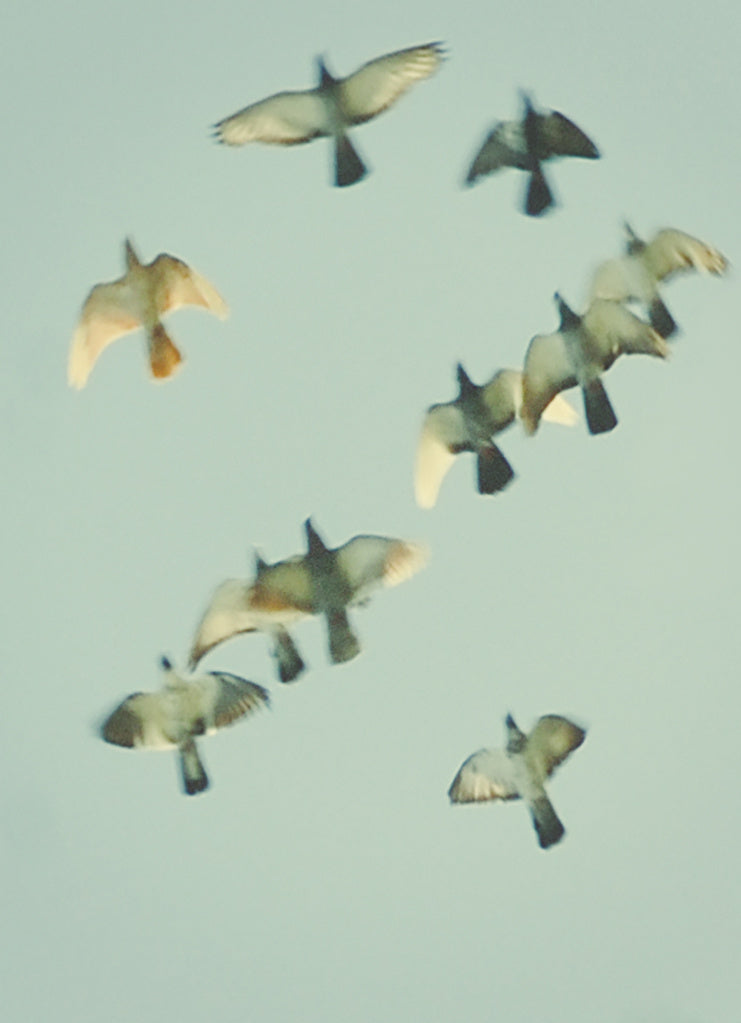 Birds 8 by Jordan Sullivan