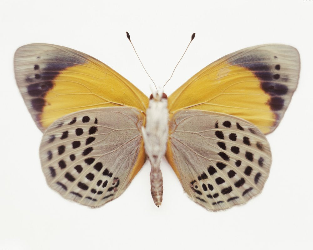 Untitled (16_0745), 2010 by Samuel Bayer