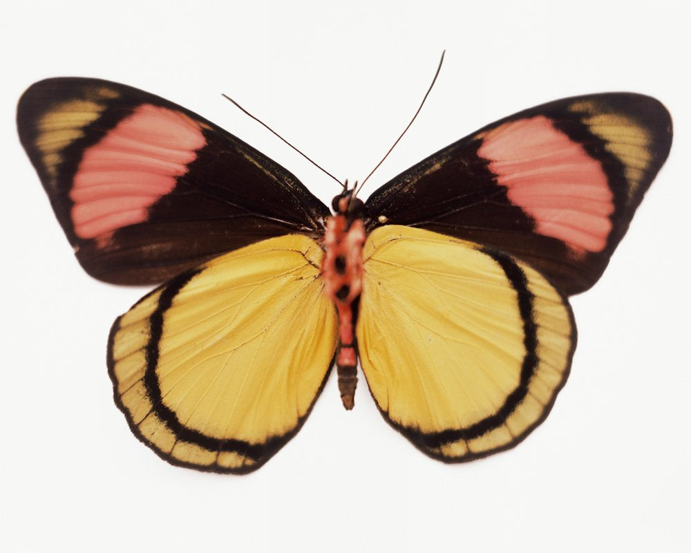 Untitled (18_0346), 2010 by Samuel Bayer
