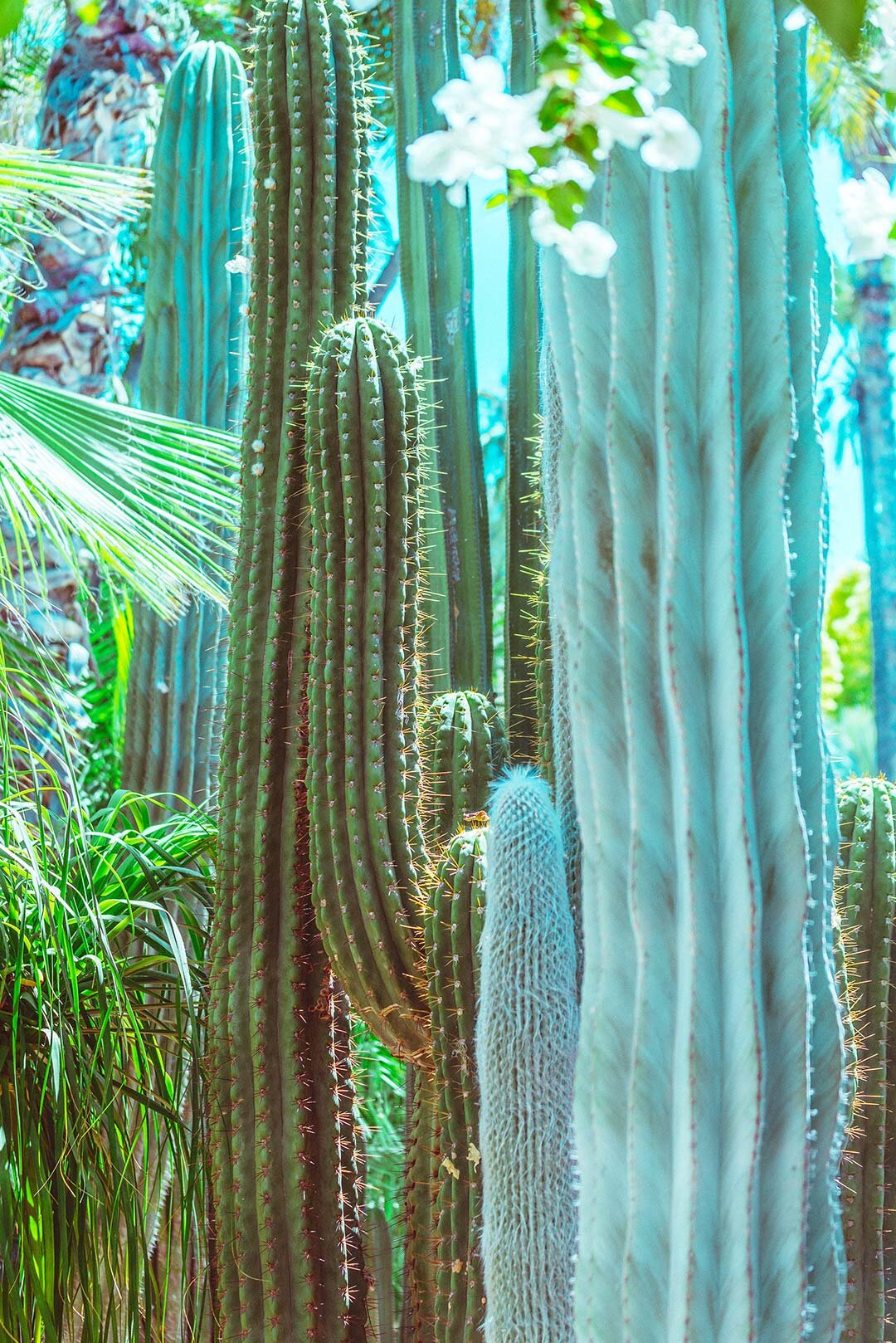 Jardin Majorelle II by Pottsy