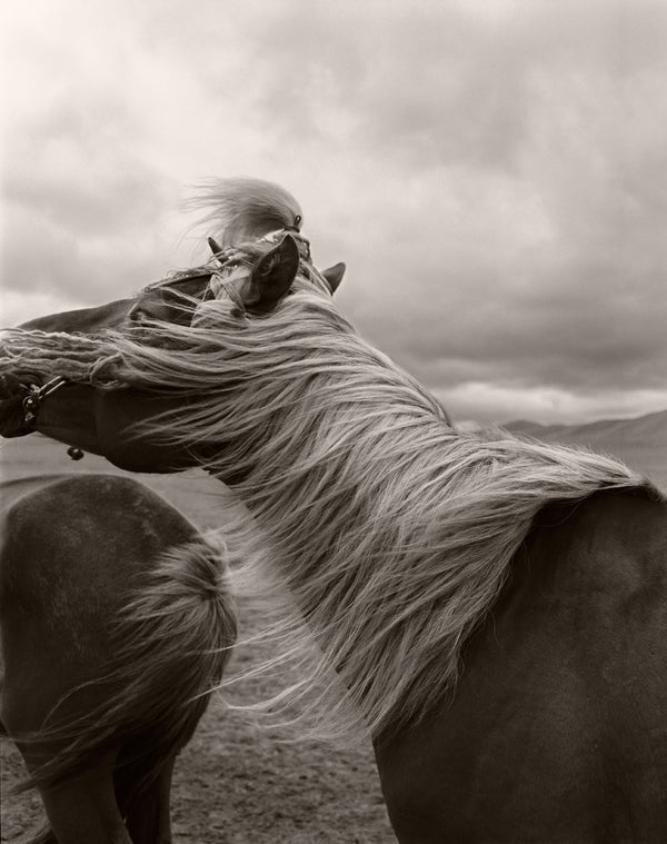 Horse in Mongolia by Anne Menke