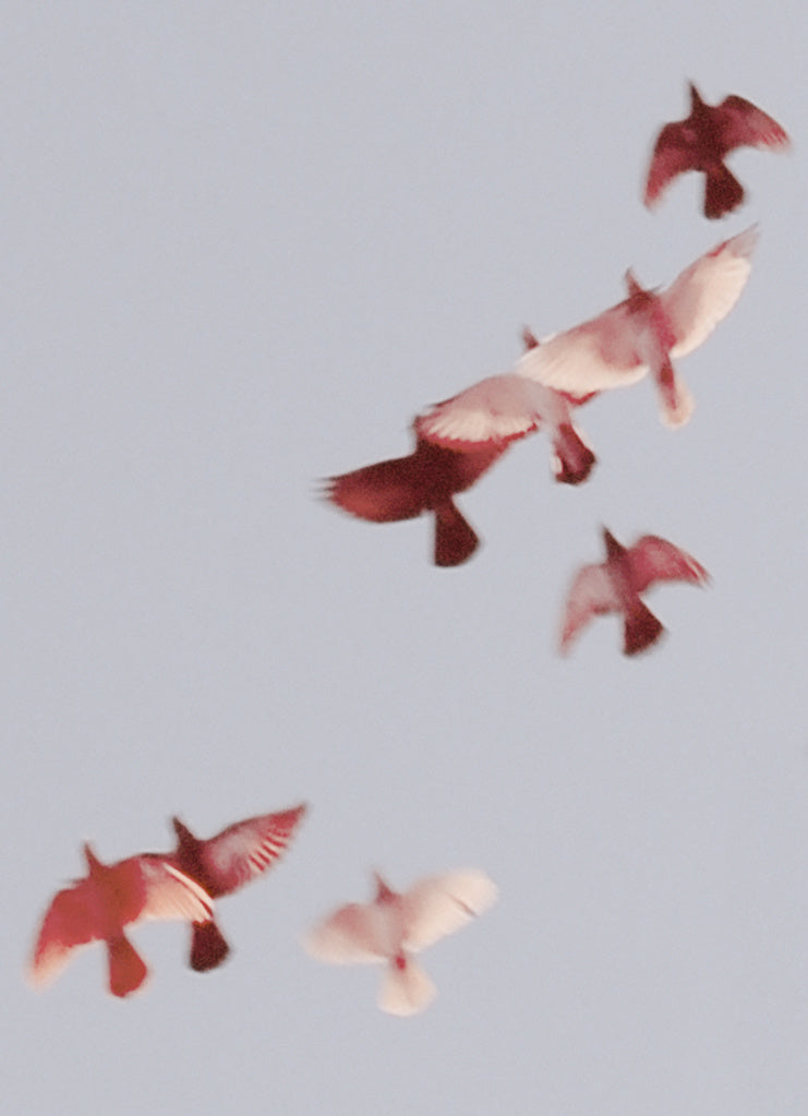 Birds 5 by Jordan Sullivan