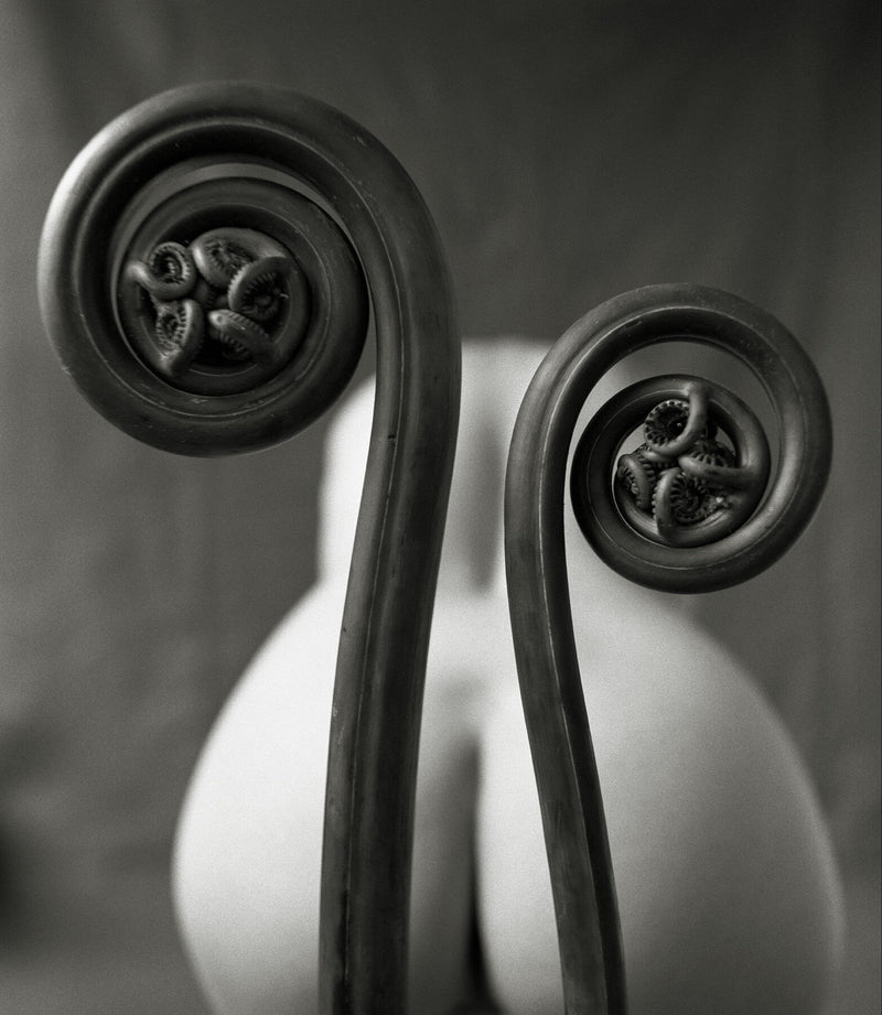 Fiddlehead Fern by Mark Arbeit