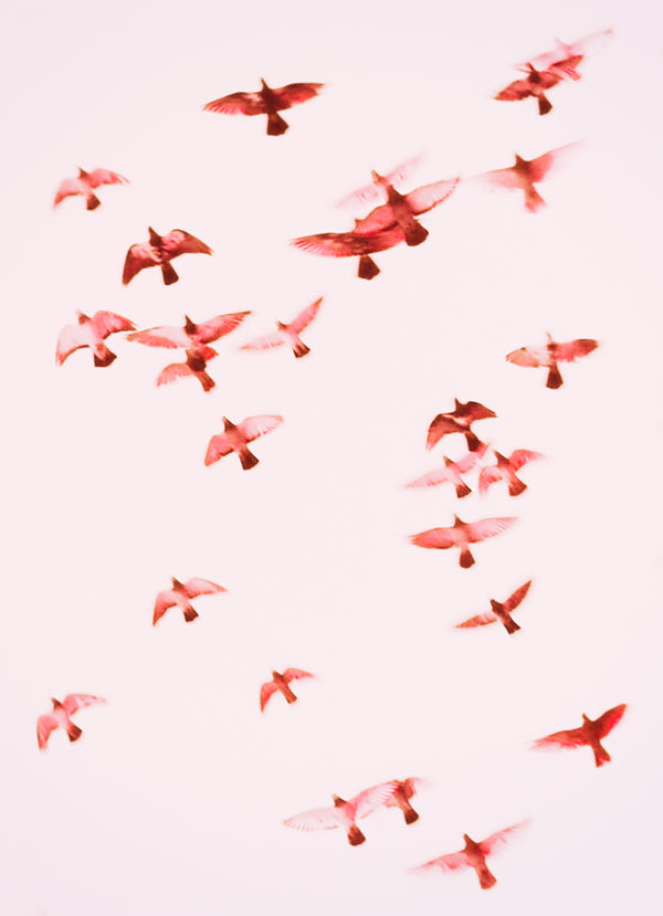 Birds 1 by Jordan Sullivan