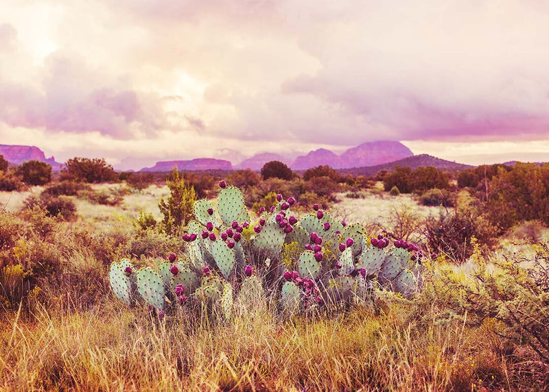 Sedona Cactus I by Pottsy
