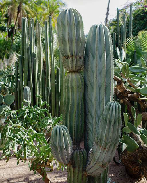 Cactus 1 by Anne Menke