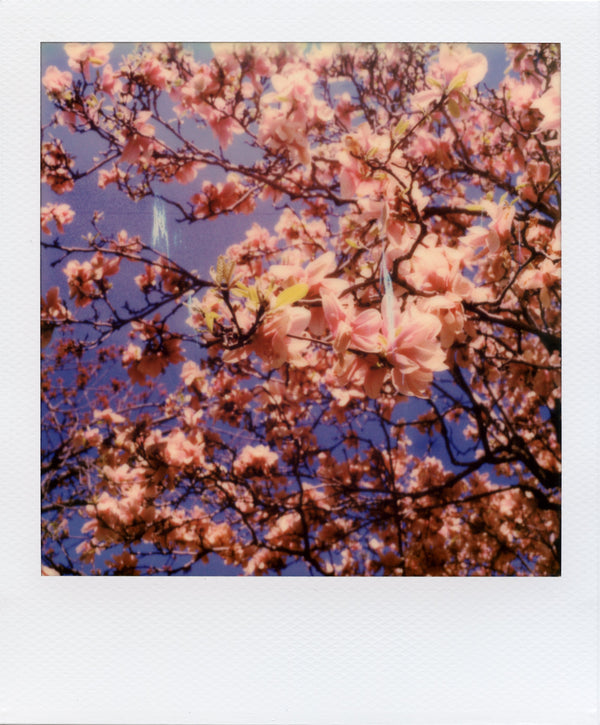 Cherry Blossoms by Alex Moore