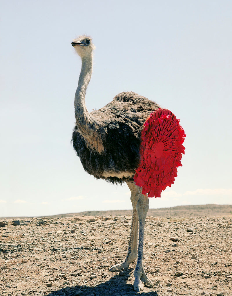 Ostrich by Kevin Mackintosh