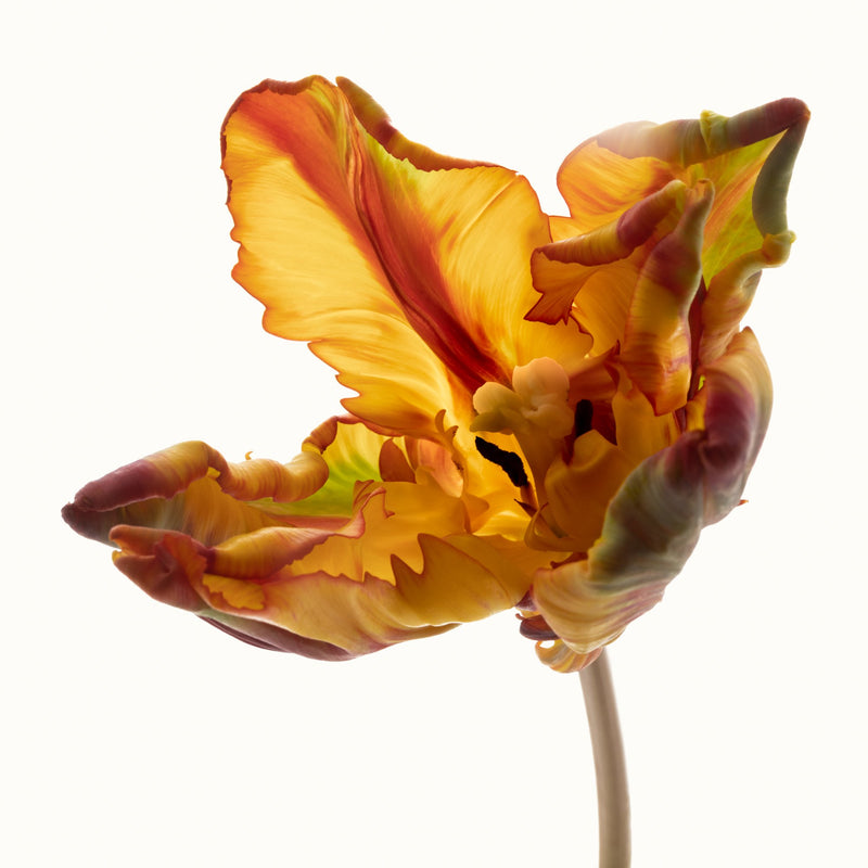 Flower Study 1 by Blaise Hayward