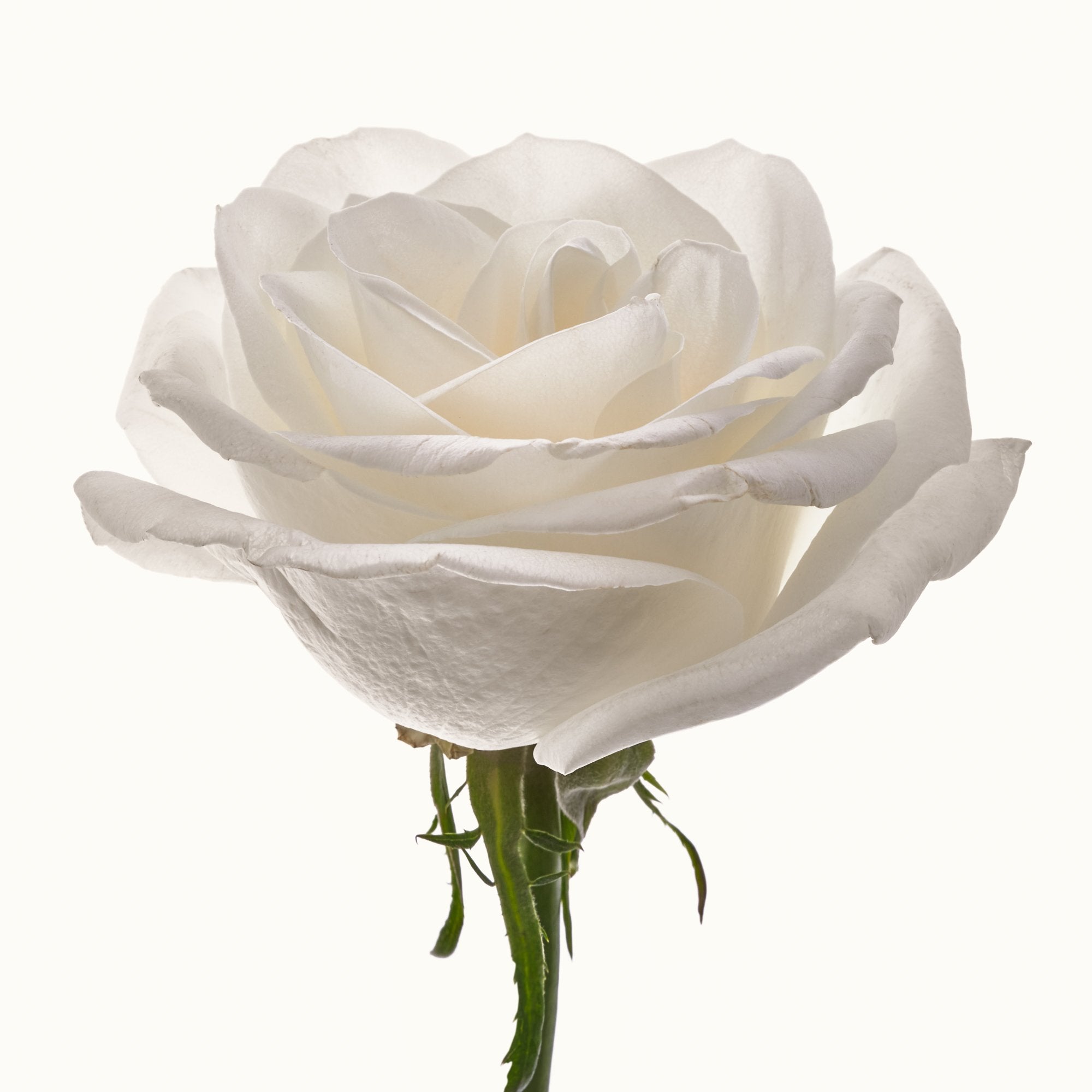 Flower Study 4 by Blaise Hayward