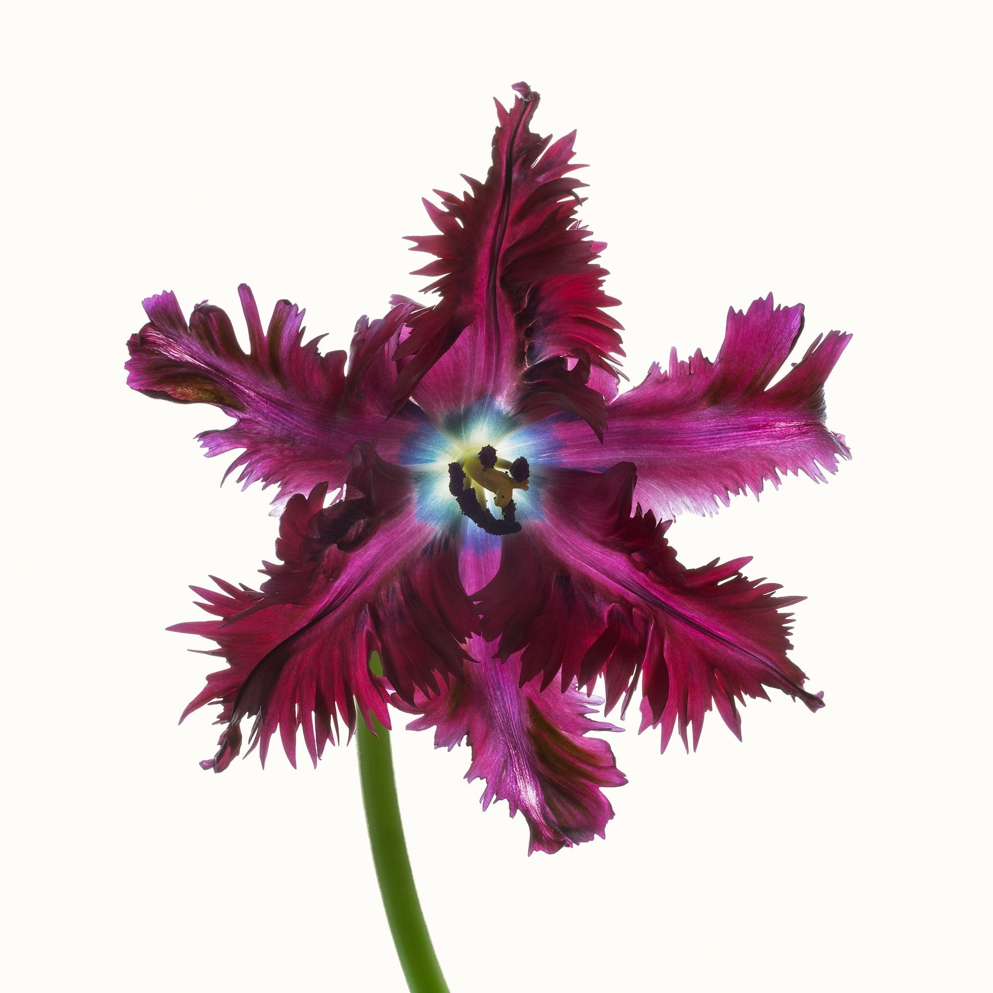 Flower Study 5 by Blaise Hayward