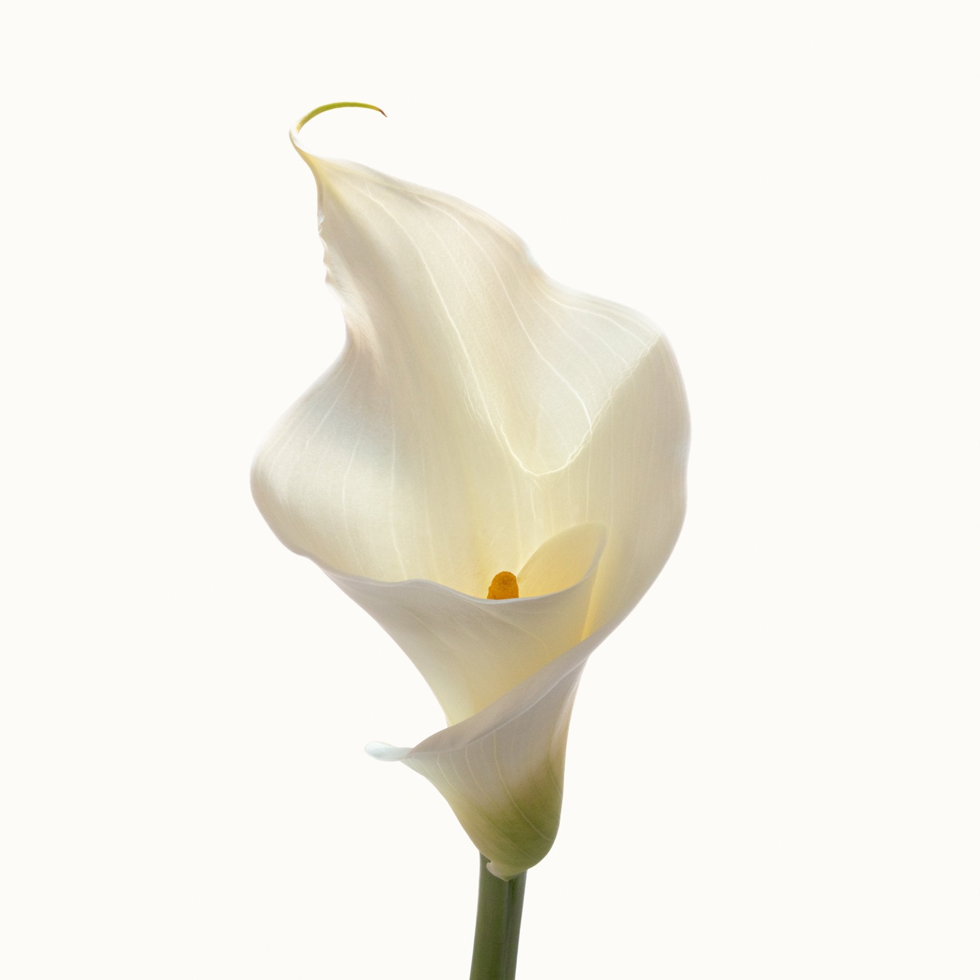 Flower Study 6 by Blaise Hayward
