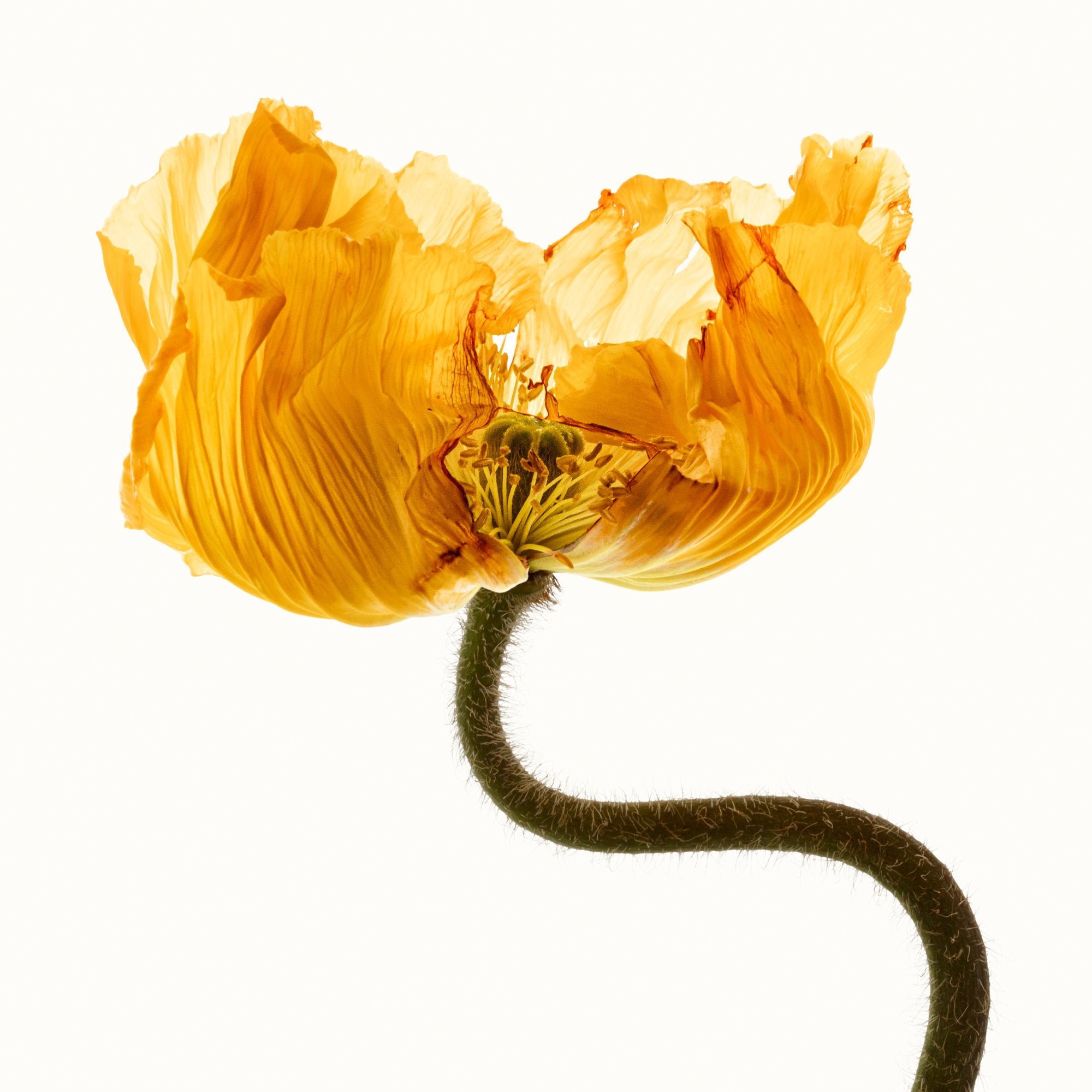 Flower Study 7 by Blaise Hayward