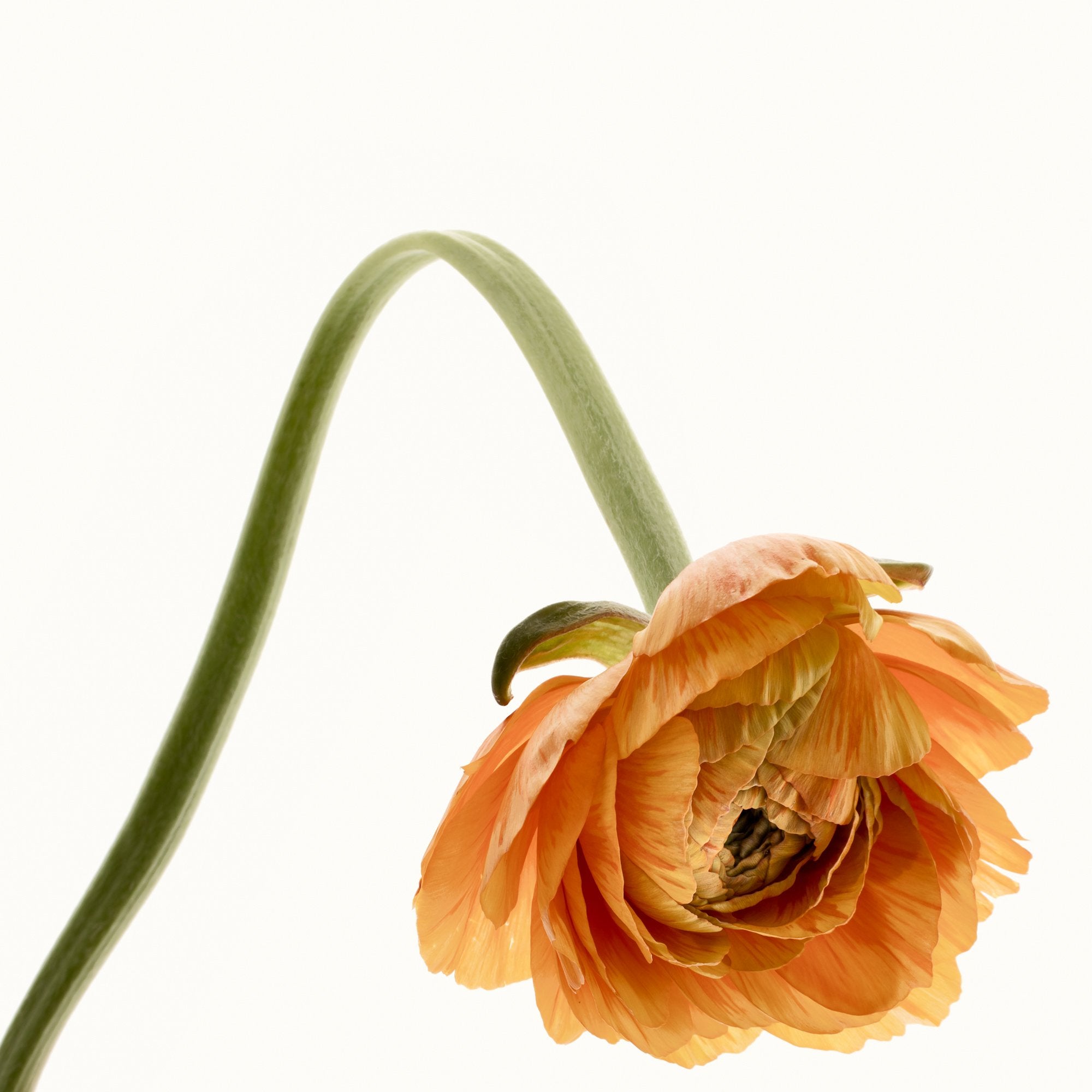 Flower Study 8 by Blaise Hayward