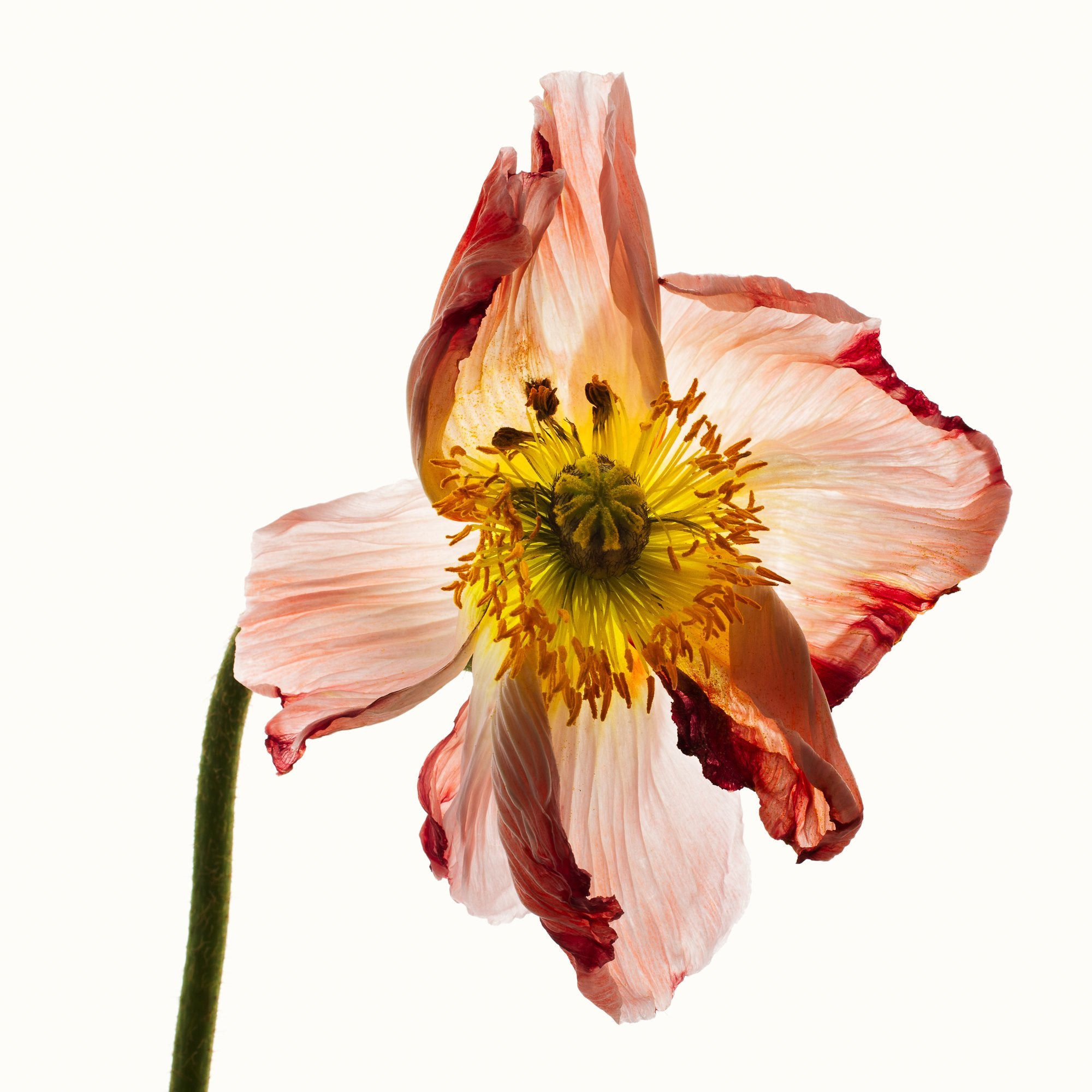 Flower Study 9 by Blaise Hayward