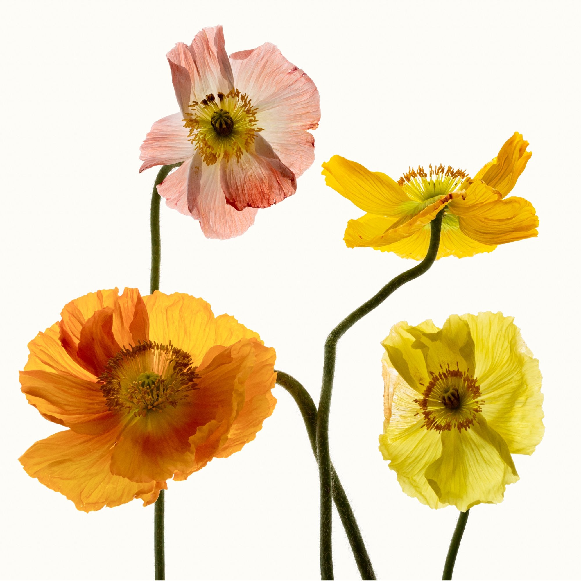 Flower Study 10 by Blaise Hayward