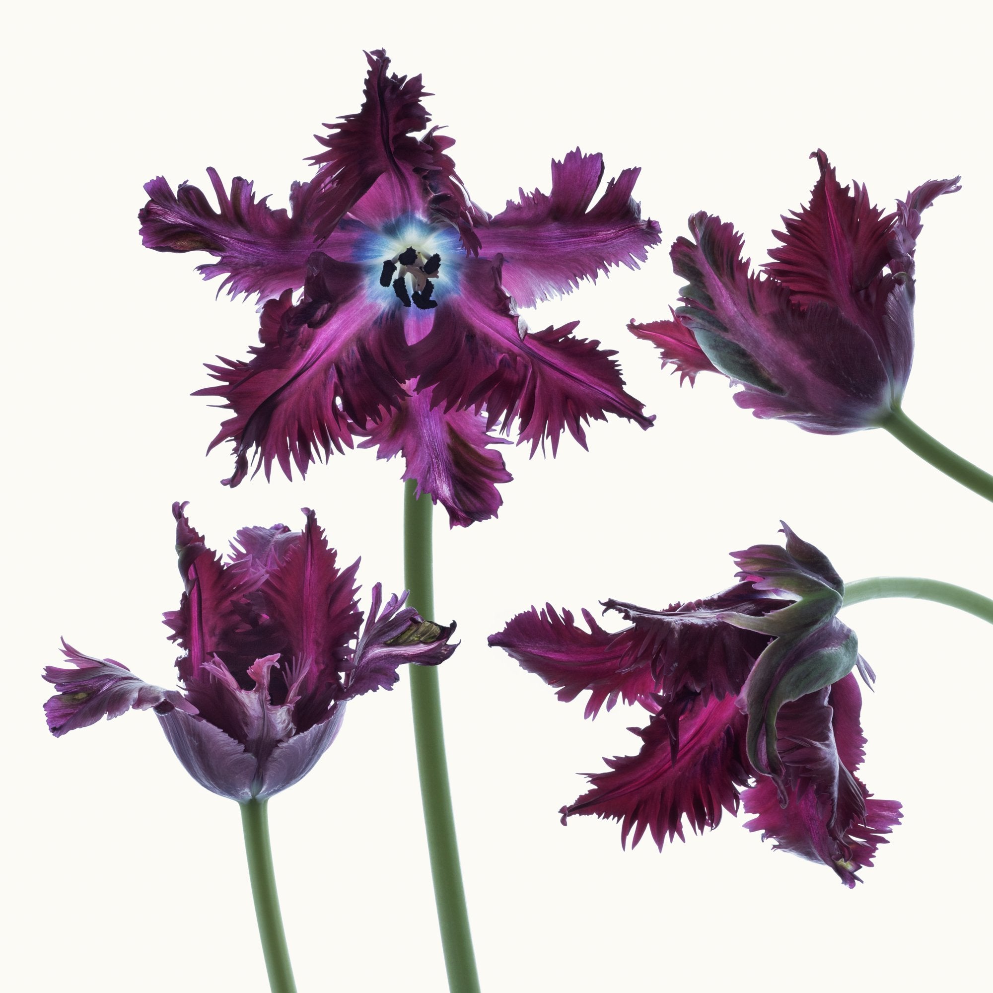 Flower Study 11 by Blaise Hayward