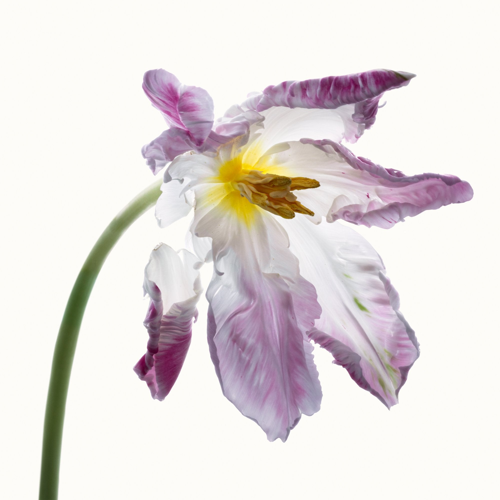 Flower Study 12 by Blaise Hayward