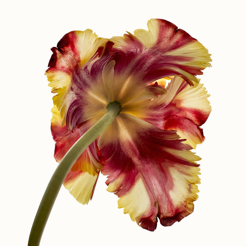 Flower Study 13 by Blaise Hayward