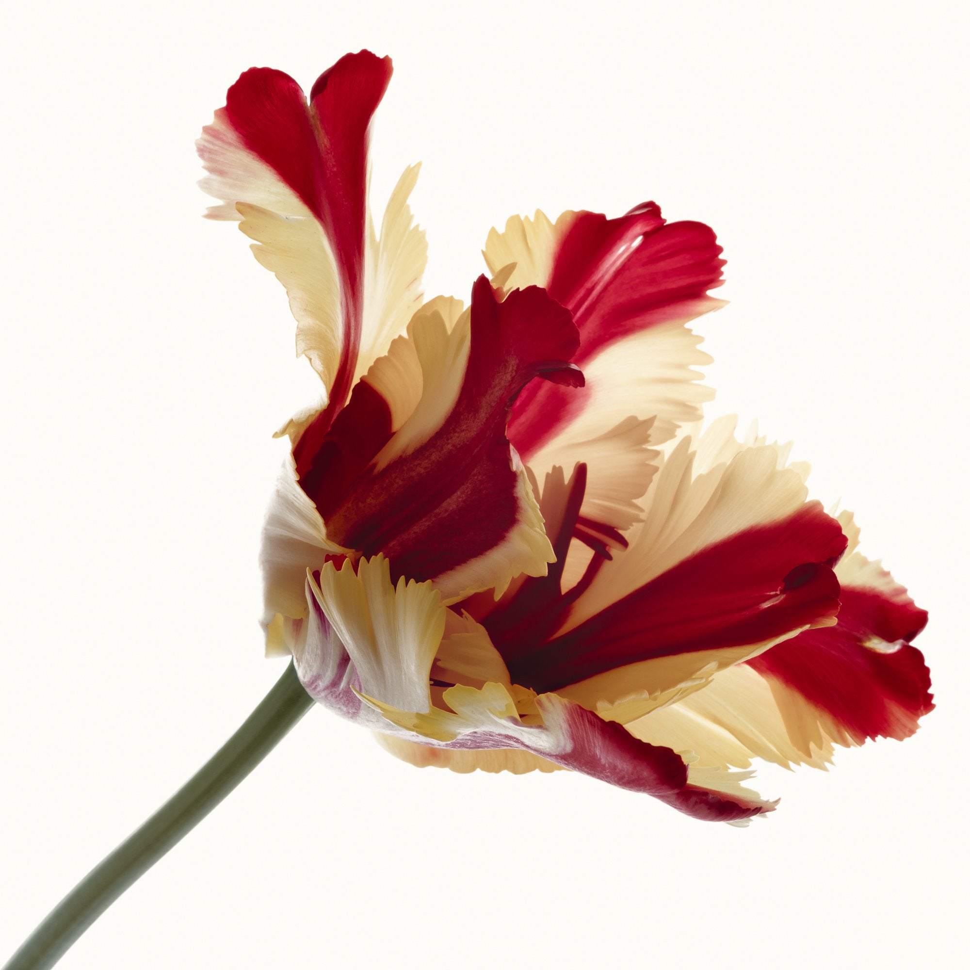 Flower Study 14 by Blaise Hayward