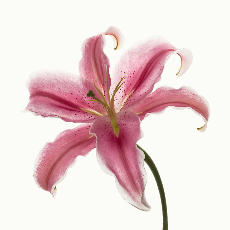 Flower Study 15 by Blaise Hayward