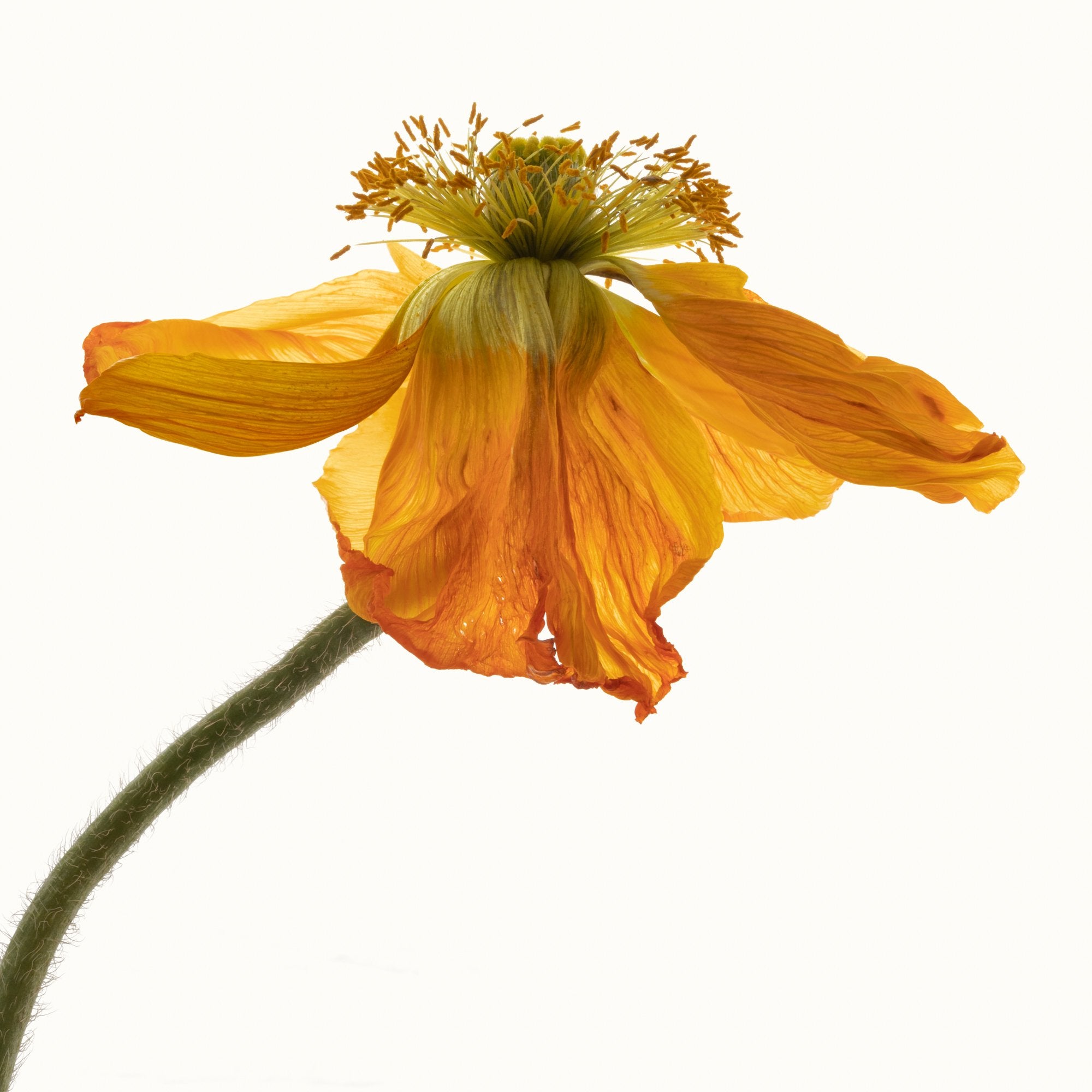 Flower Study 16 by Blaise Hayward