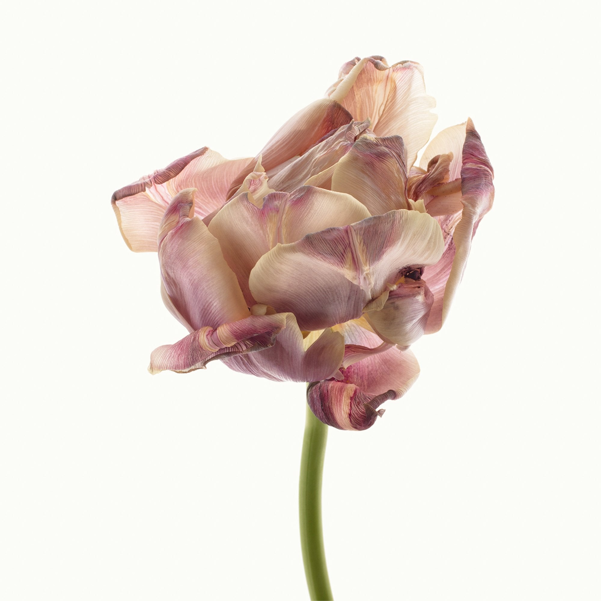 Flower Study 17 by Blaise Hayward